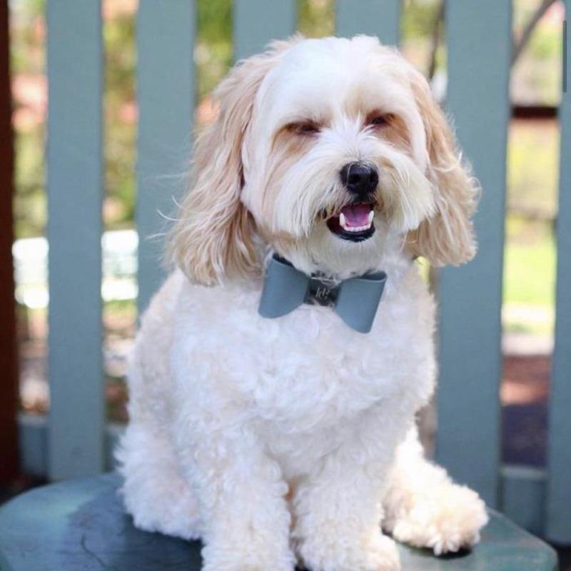 Leather Collar Bow Misty Dog - Krumpetz