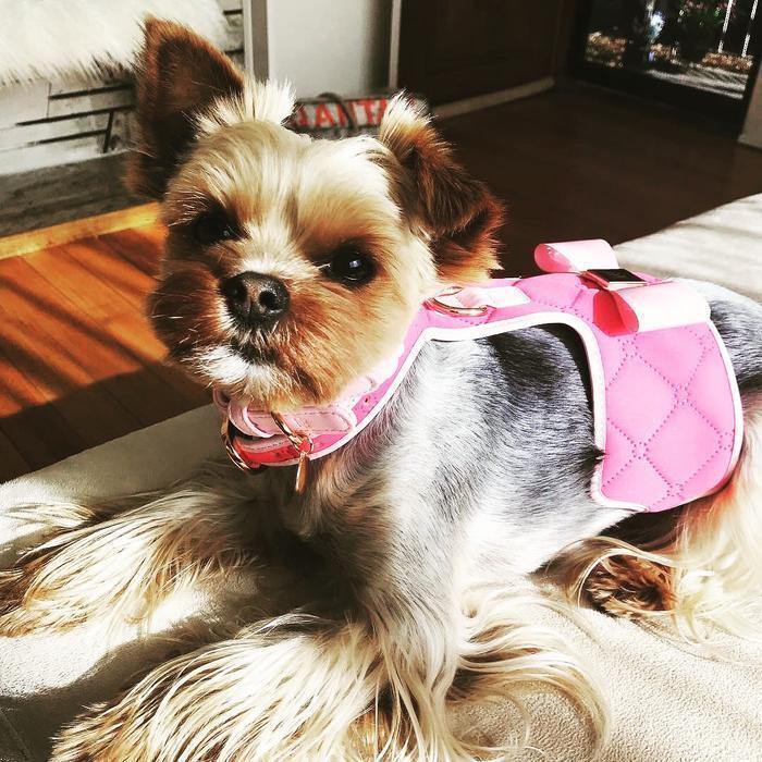 The Fuschia Dog Harness - Krumpetz