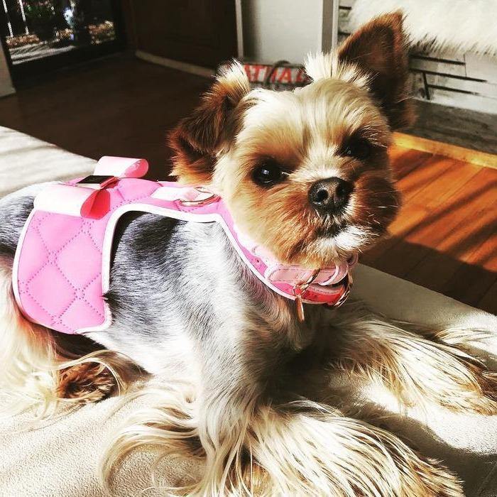 The Fuschia Dog Harness - Krumpetz